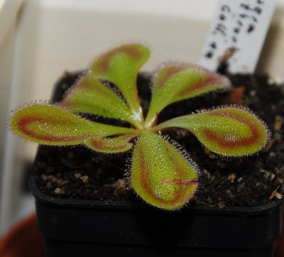 dsc_9508_Drosera_erythrorhiza.jpg
