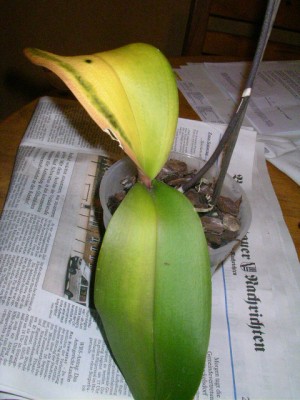 kranke orchidee 001.JPG