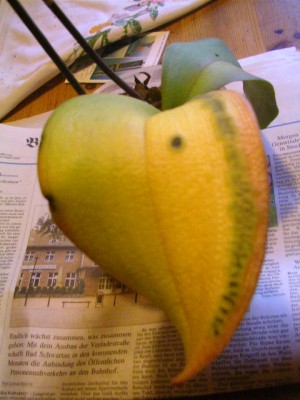 kranke orchidee 005.JPG