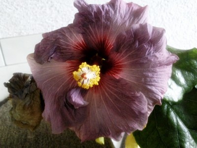 Hibiskus.jpg