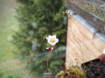 Blüte D. neocaledonica.JPG