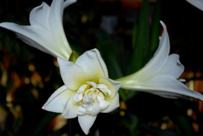 Amaryllis2012 028yy.jpg