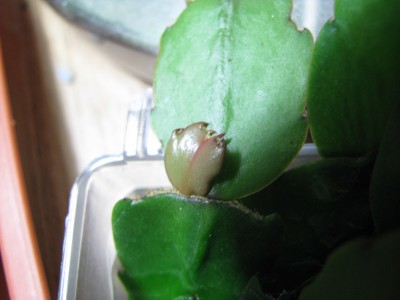 Schlumbi Baby-Blatt.jpg