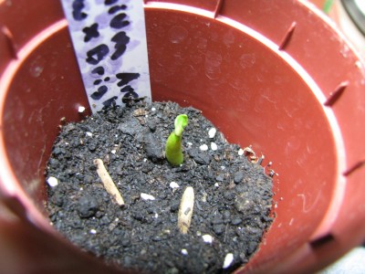 Adenium obesum Sämling 2.jpg