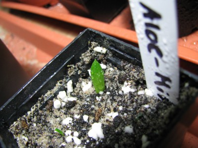 Aloe Kindergarten.jpg