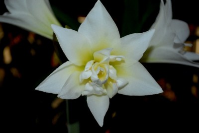 Amaryllis2012 031yy.jpg