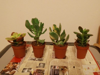 Meine Bilder 1573a.jpg