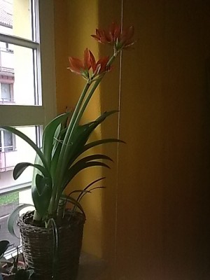 ...Hippeastrum a..JPG