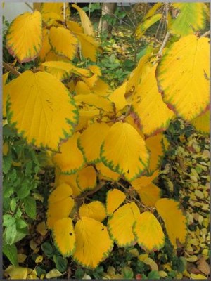 Herbstlaub Puzzle.JPG