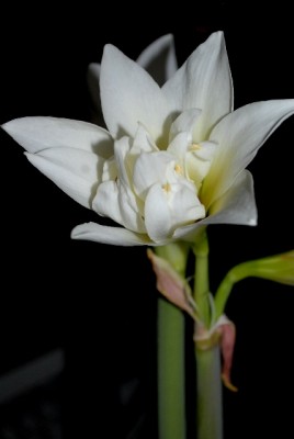 Amaryllis2012 035yy.jpg