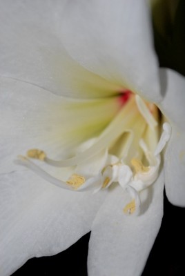 Amaryllis2012 045yy.jpg