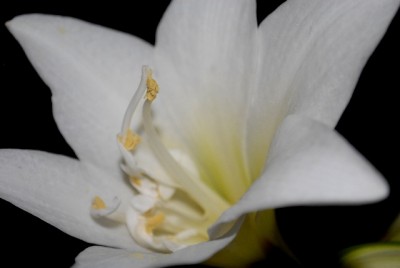 Amaryllis2012 044yy.jpg