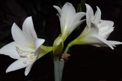 Amaryllis2012 037yy.jpg