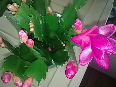 ...schlumbi pink...JPG