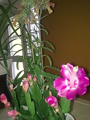 ...schlumbi pink.JPG