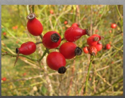 Hagebutten.jpg