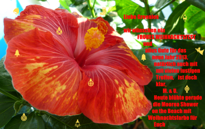 Hibiscus M. Shower o.t. B..png