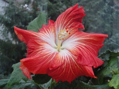 DSC04598 Rosalind x Cherry Appaloosa S1.jpg