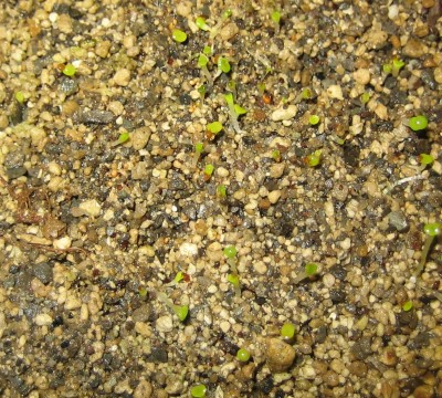 lebende Steine Lithops 122.jpg