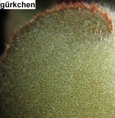 Kalanchoe-Beharensis.jpg
