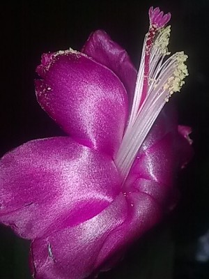 ...Schlumbi rosa.JPG