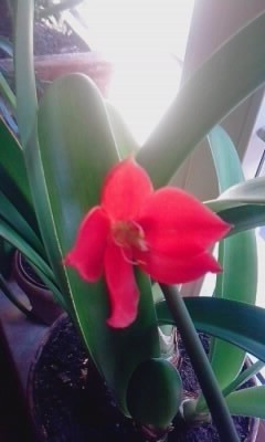 ..rote blüte zwiebelpflanze.JPG