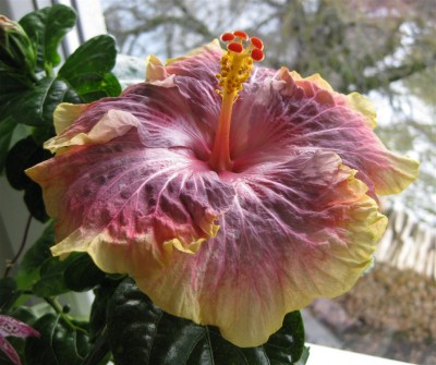 Hibiscus Persian Rug_8089.JPG