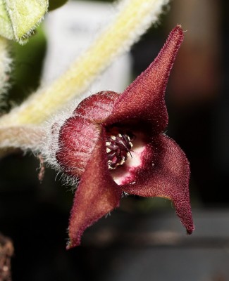 Asarum canadense (2a).jpg