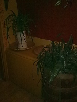 ...Bromelien.JPG