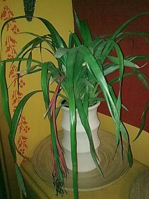 ...Bromelien...JPG