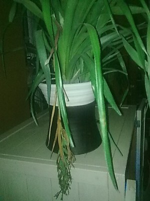 ...billbergia samen....JPG