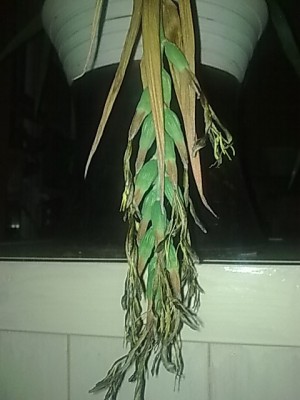 ...billbergia samen...JPG