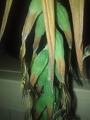 ...Billbergia Samen.JPG