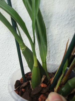 DSCF8743.JPG