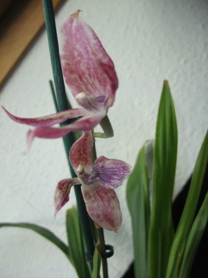 DSCF8741.JPG