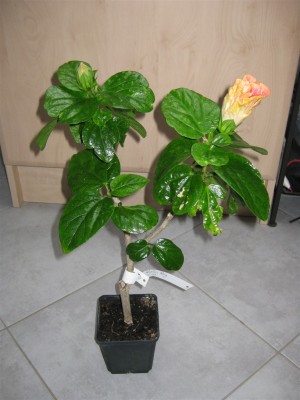 Hibiscus Persian Rug ganze Pflanze_8080.JPG