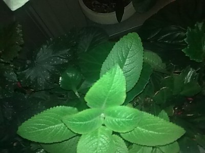 ...Coleus(Plectranthus)...JPG
