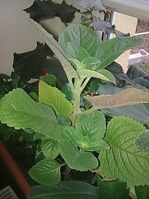 ...Coleus(Plectranthus).JPG
