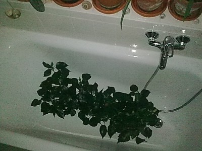 ...Wanne voller Hibbis.JPG