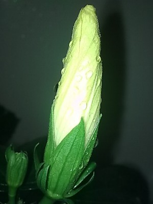 ...Hibiskus Knospe.JPG