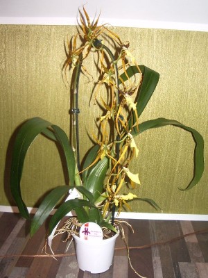 Brassidium Shooting Star Black Gold am 17.12.2012.jpg