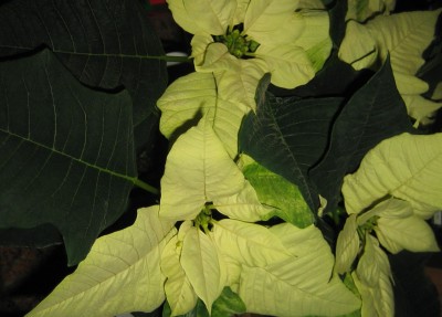 green10 335.jpg