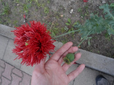 Mohn (3).JPG