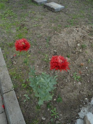 Mohn (2).JPG