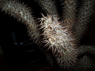 100_3104 (Kopie).JPG