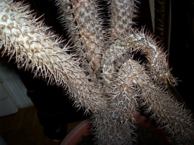 100_3105 (Kopie).JPG