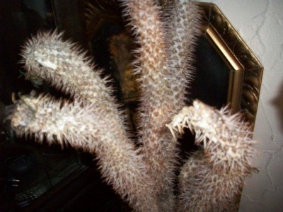 100_3100 (Kopie).JPG