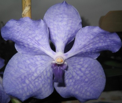 Vanda-Macic-blue.jpg