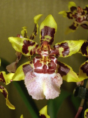 Blüte Colmanara Wildcat Whit Lip.jpg