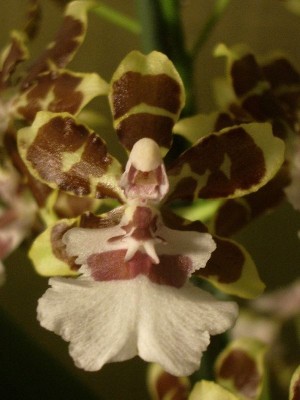 Blüte Colmanara jungle monarch.jpg
